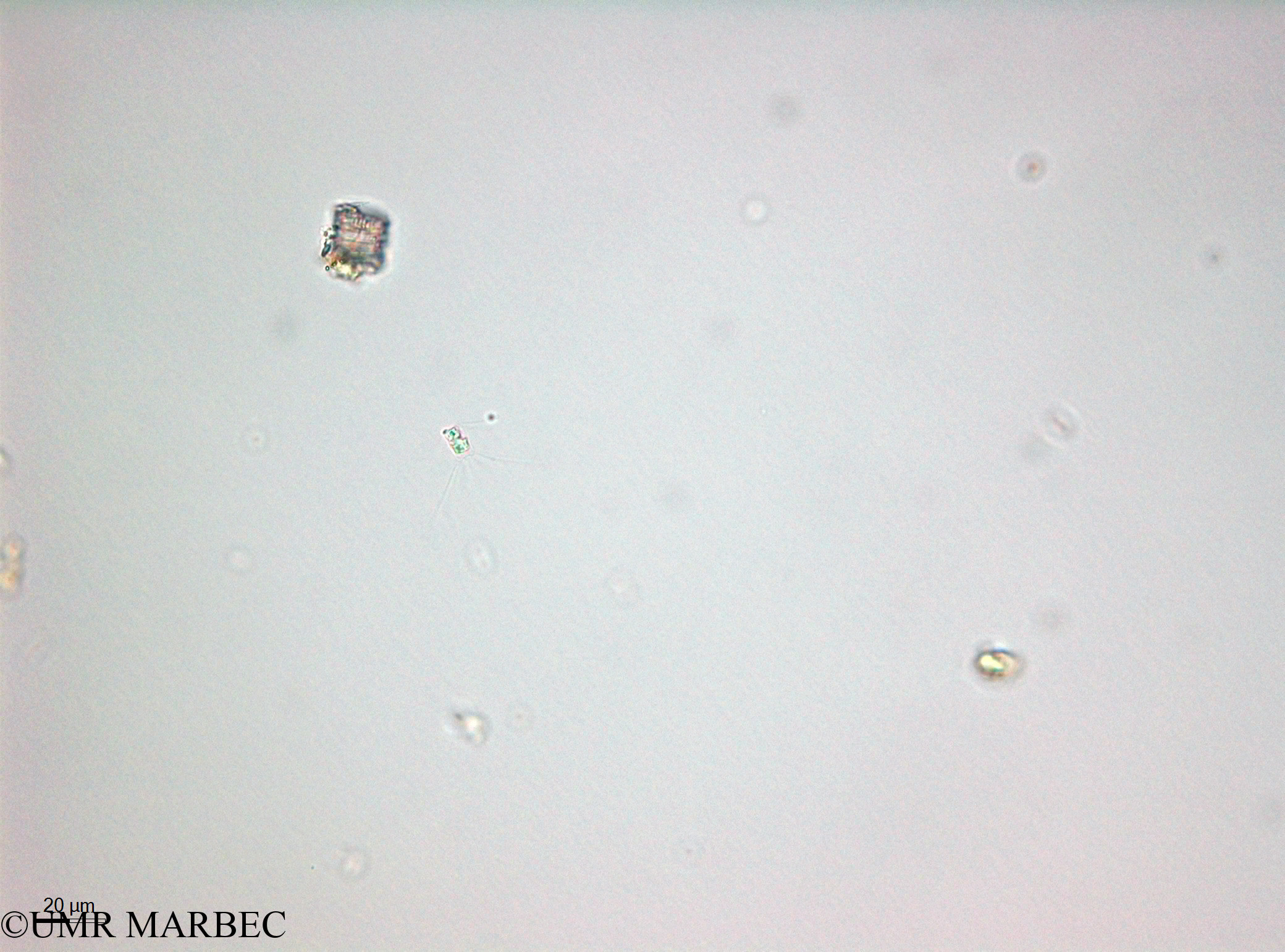 phyto/Thau_Lagoon/THAU_station1/OSU_plancton 2013/Bacteriastrum sp3 (40x -140220)(copy).jpg